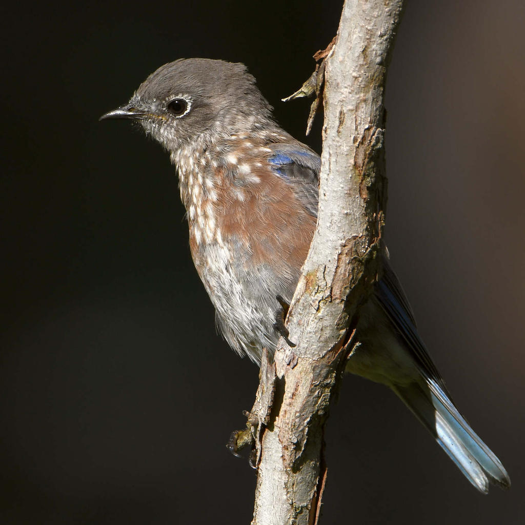 Bluebird6.jpg
