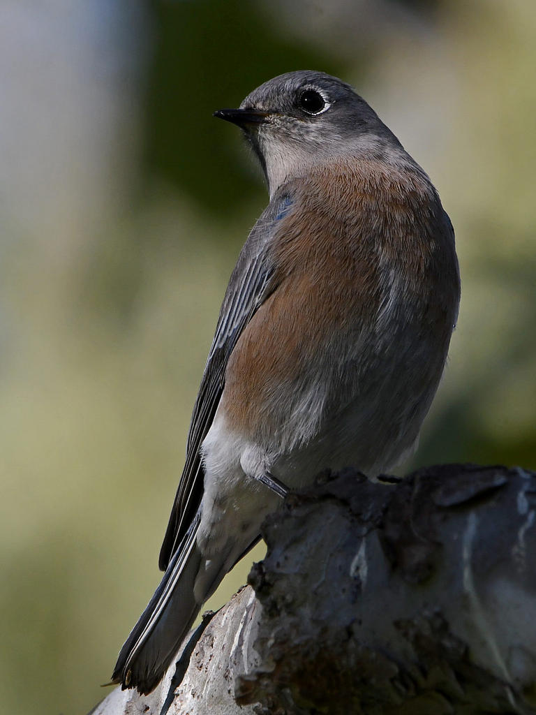 Bluebird6.jpg