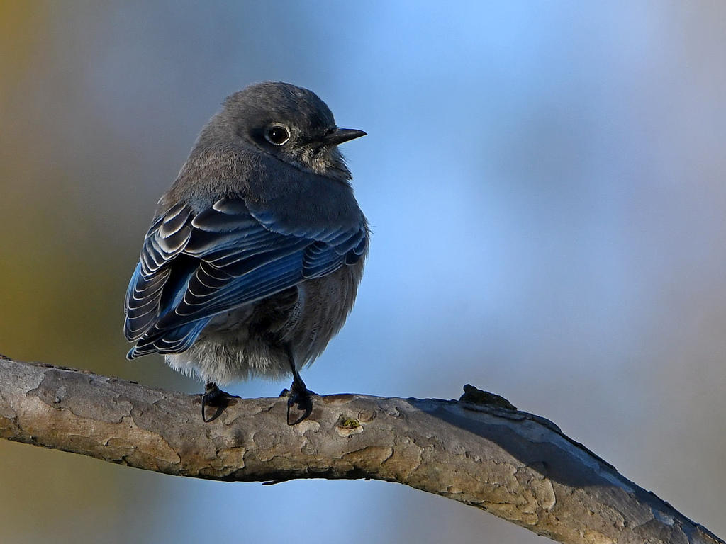 Bluebird6.jpg