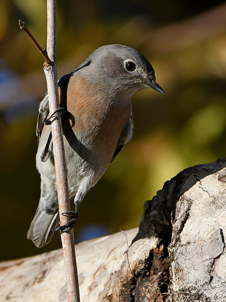 Bluebird6.jpg
