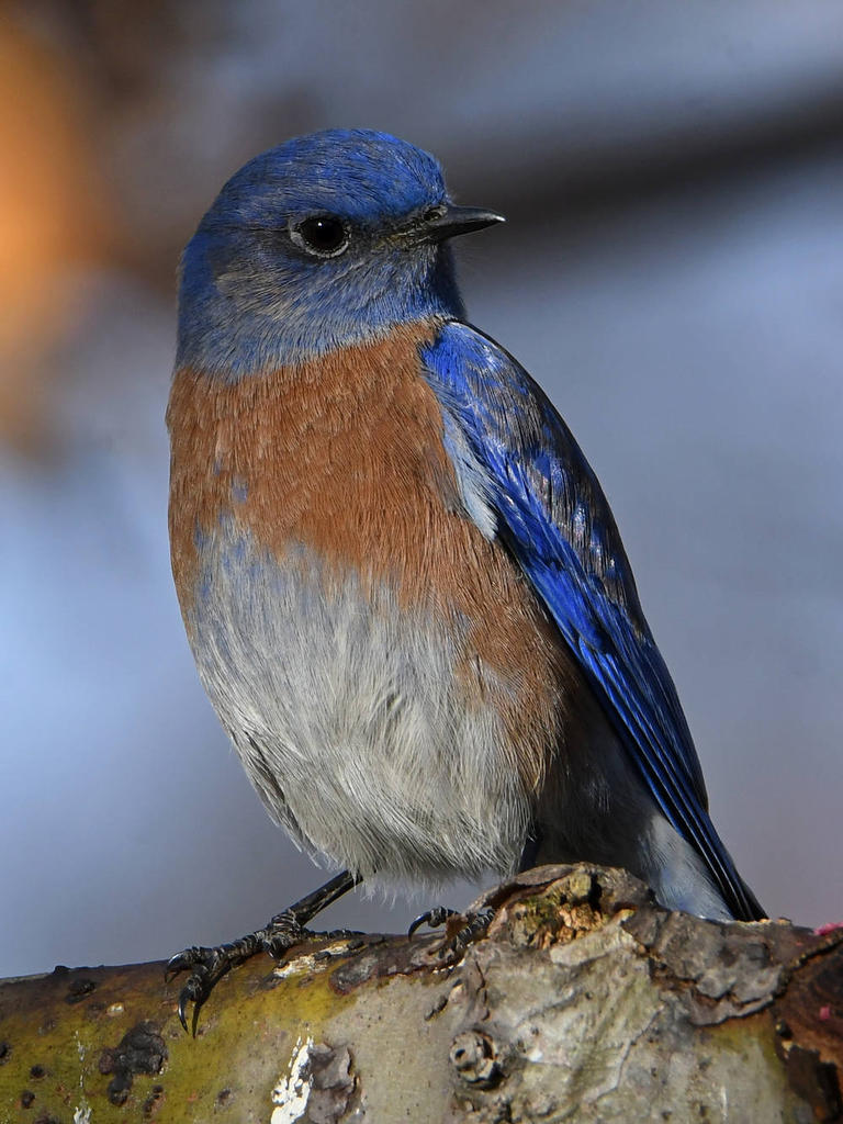 Bluebird6.jpg