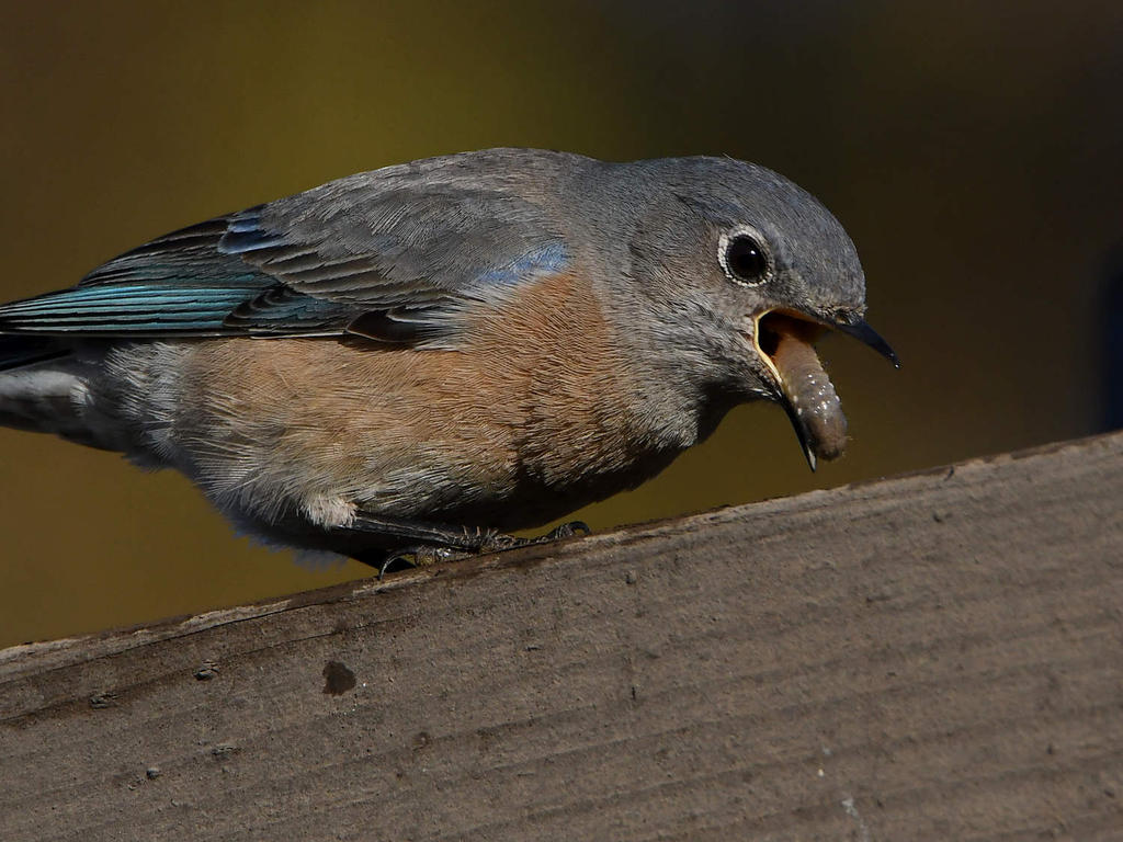 Bluebird6.jpg