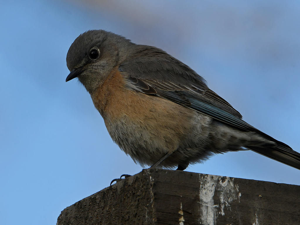 Bluebird6.jpg