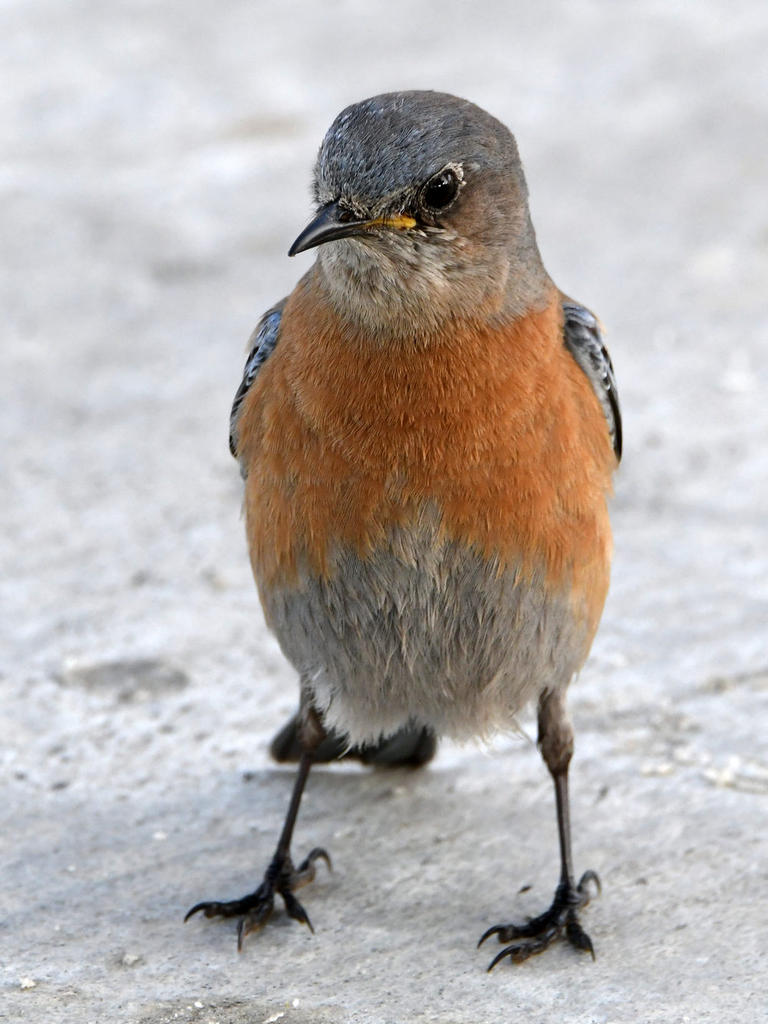 Bluebird6.jpg