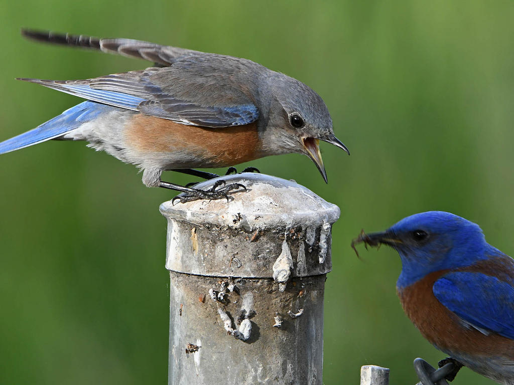 BlueBird6.jpg