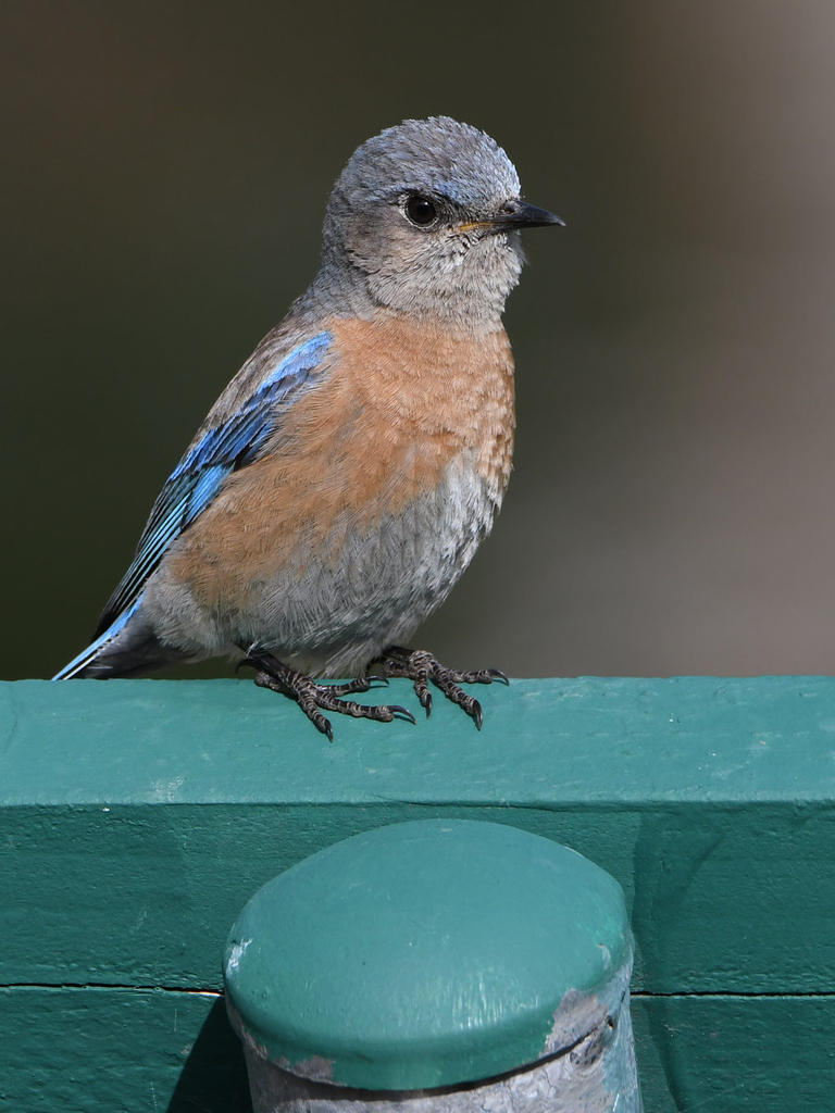 Bluebird6.jpg