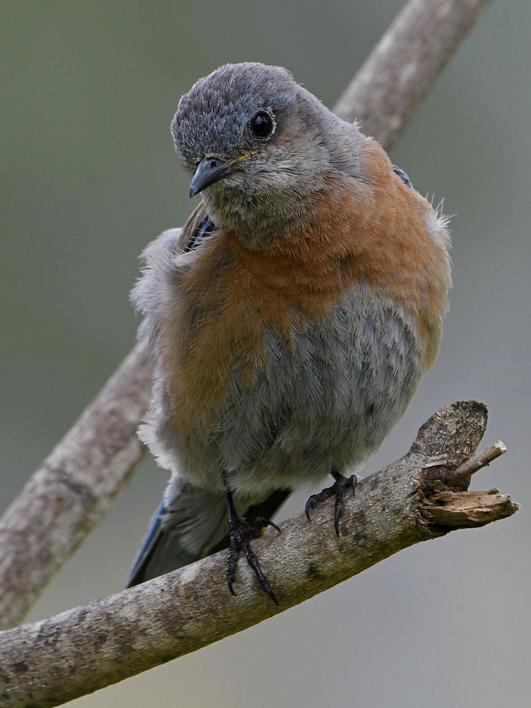 Bluebird6.jpg