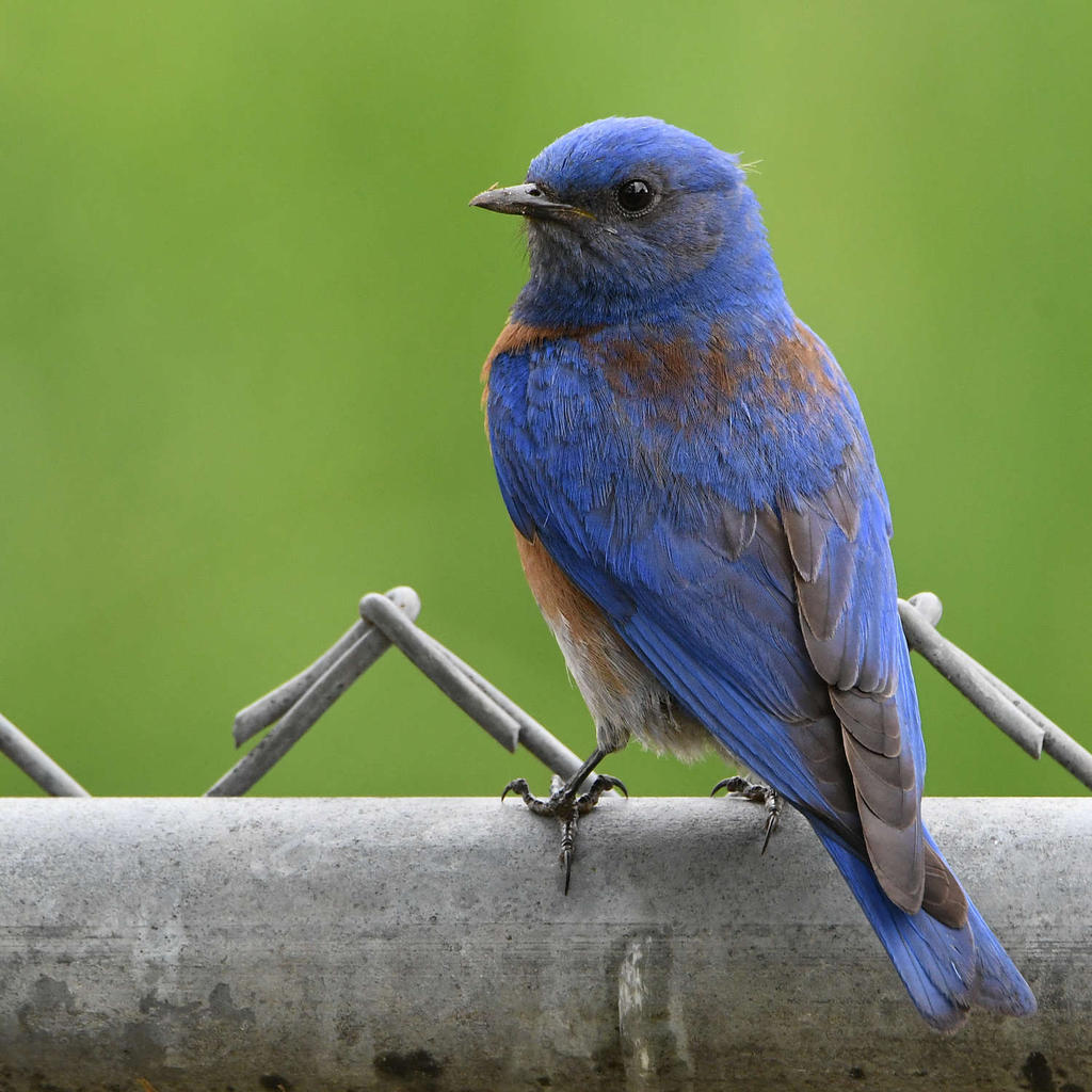 Bluebird6.jpg