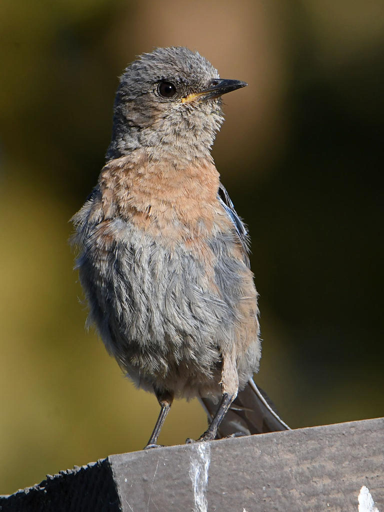 Bluebird6.jpg