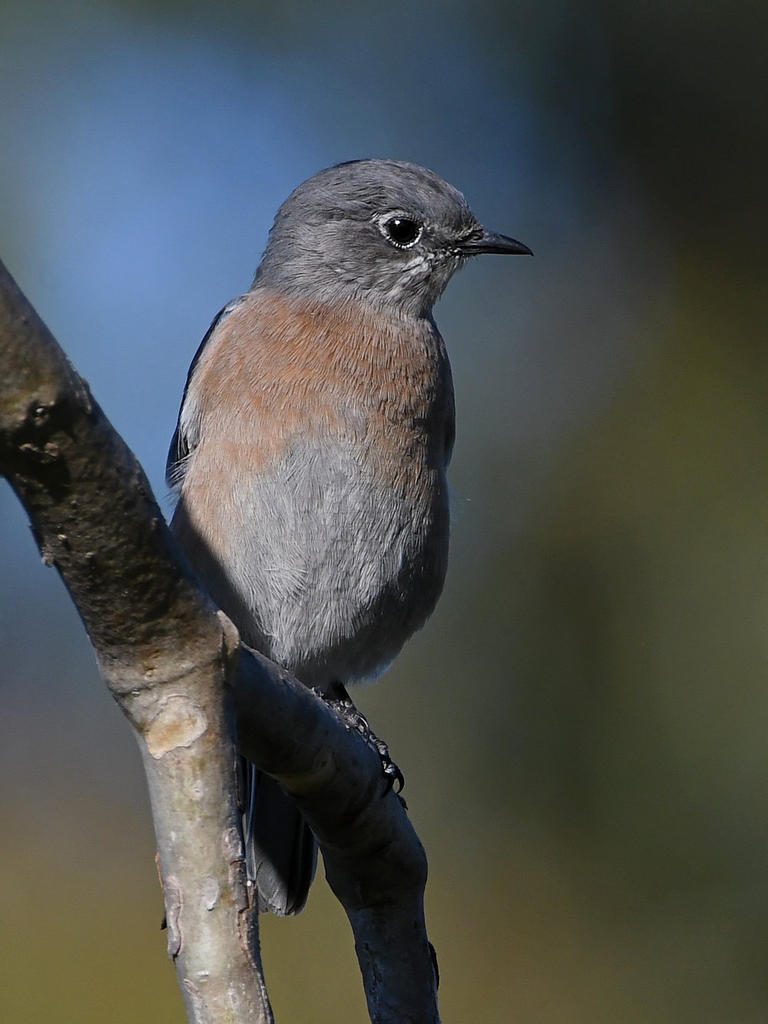 Bluebird6.jpg