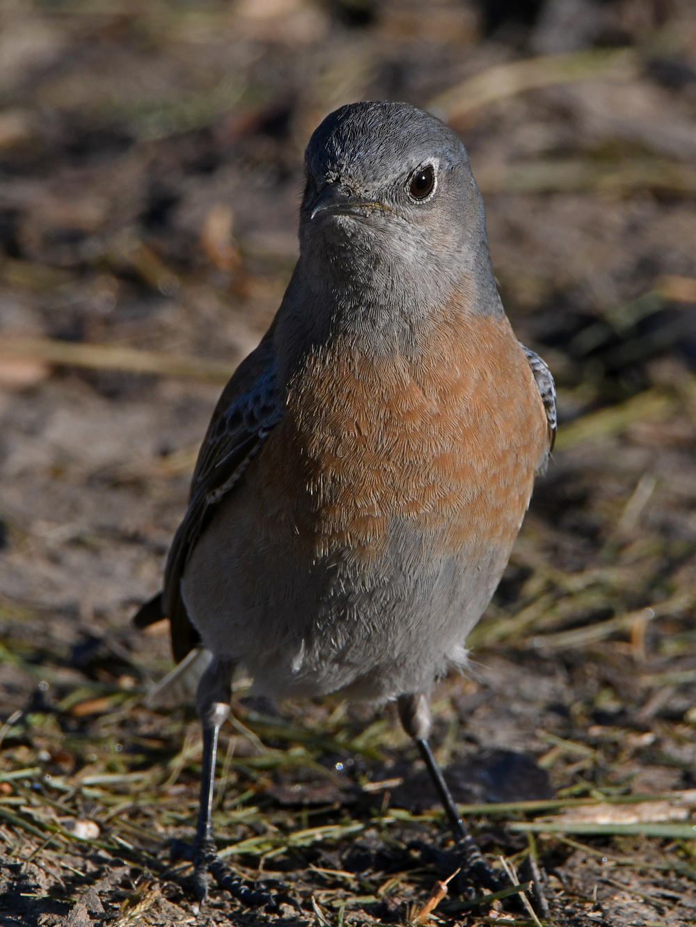Bluebird6.jpg