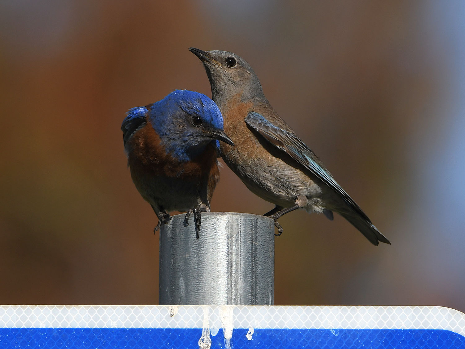 Bluebird6.jpg