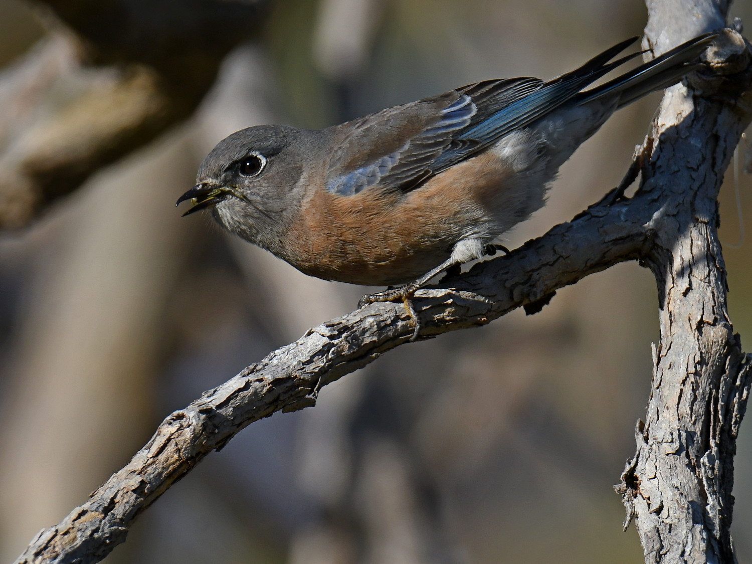 Bluebird6.jpg