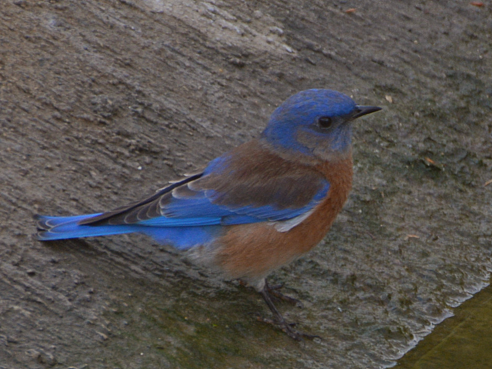 Bluebird7.jpg