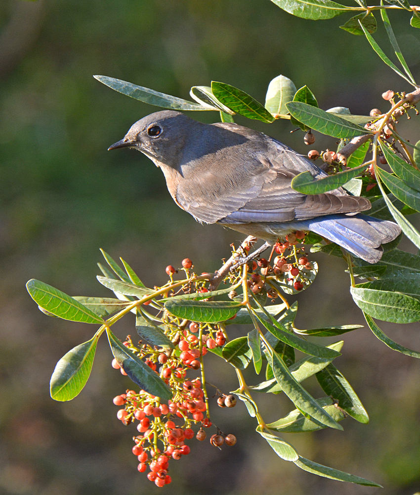 Bluebird7.jpg