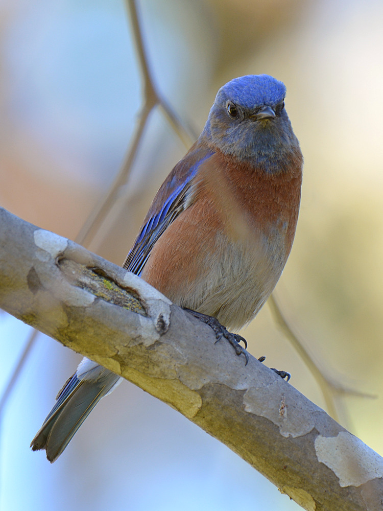 Bluebird7.jpg