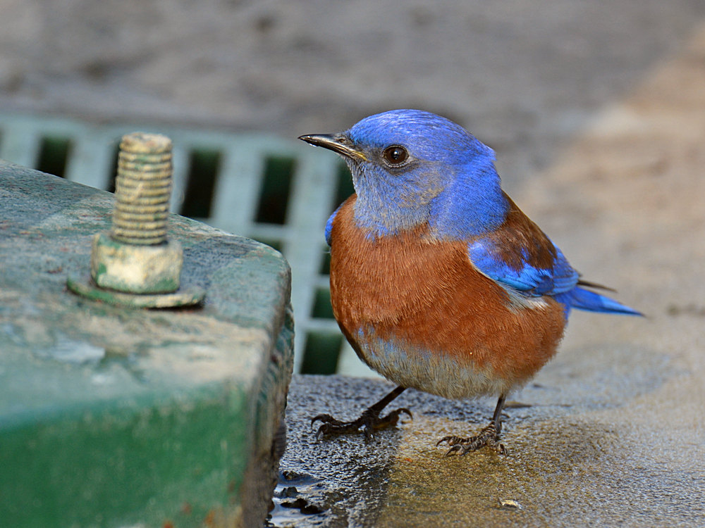 Bluebird7.jpg