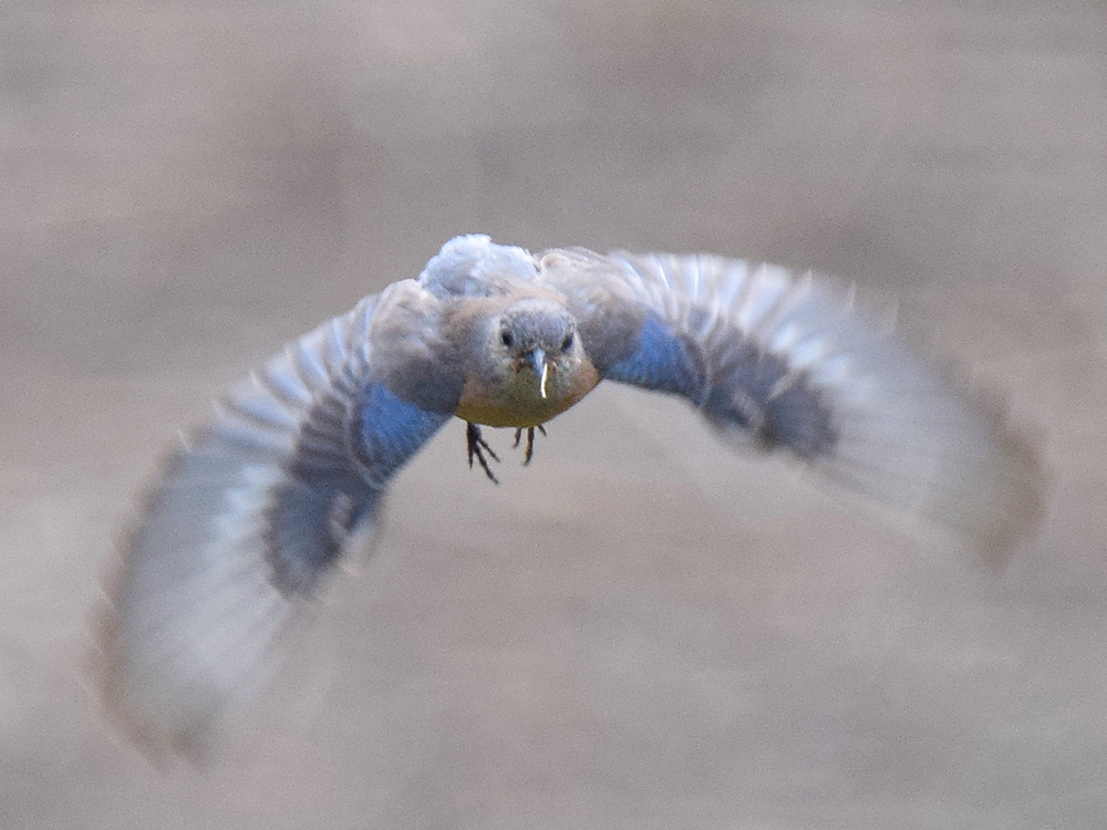 Bluebird7.jpg