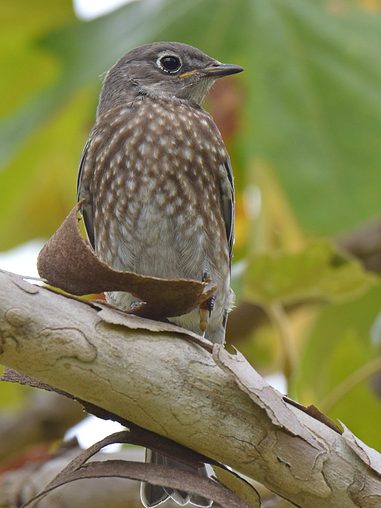 Bluebird7.jpg