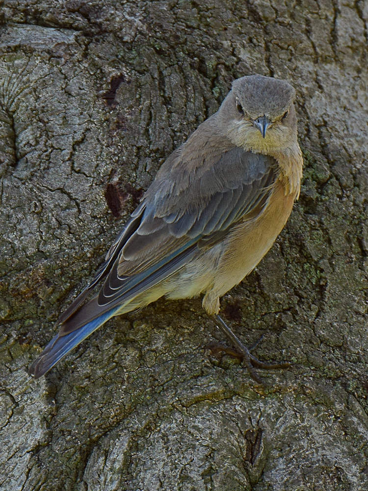 Bluebird7.jpg