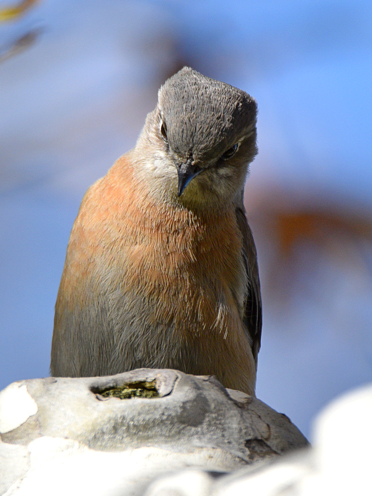 Bluebird7.jpg