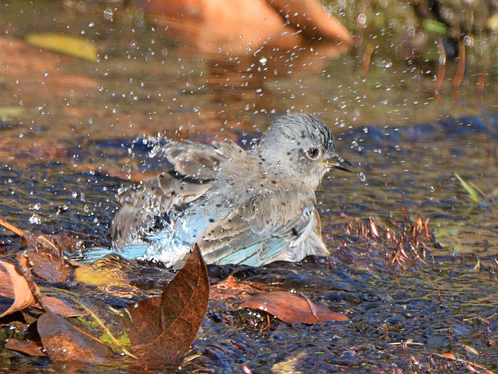Bluebird7.jpg
