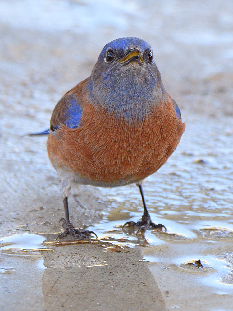 Bluebird7.jpg