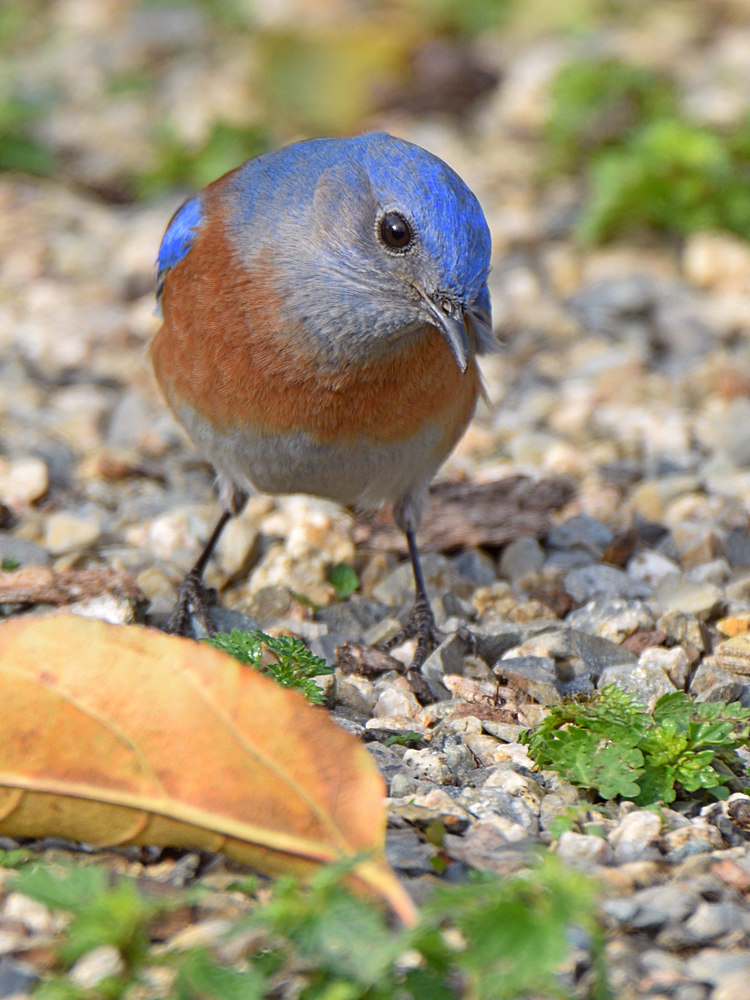 Bluebird7.jpg