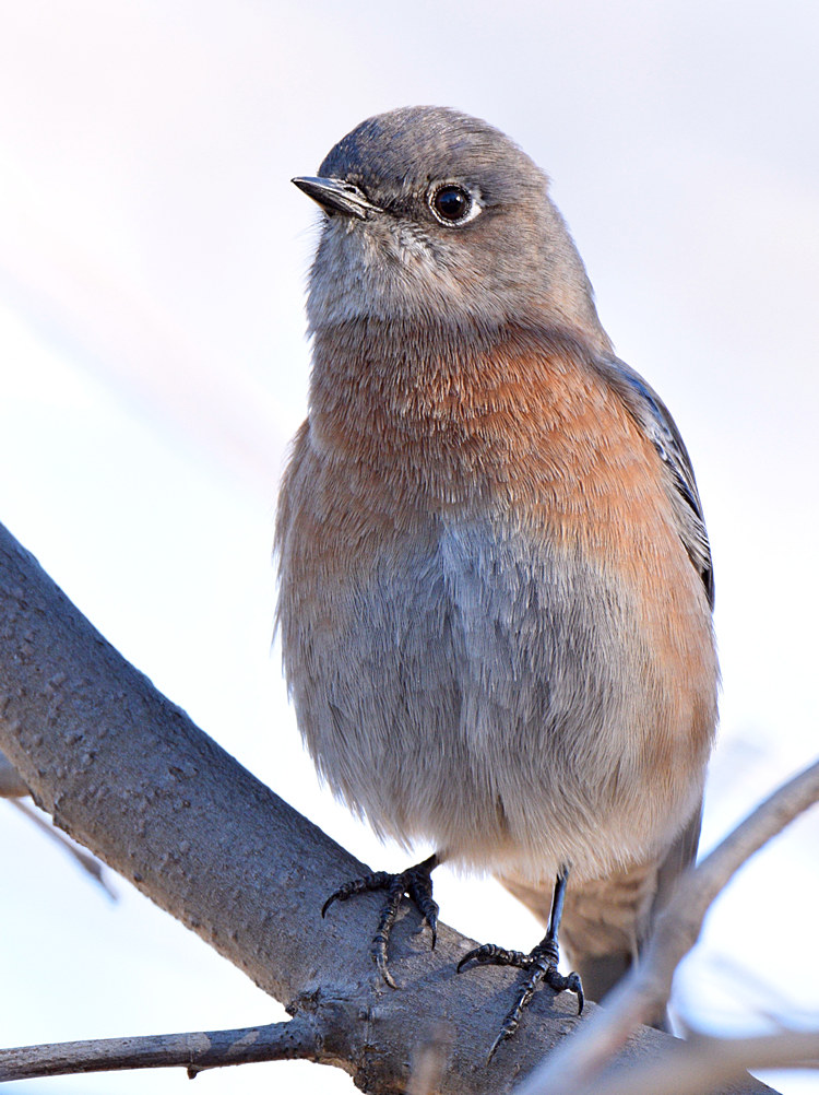 Bluebird7.jpg