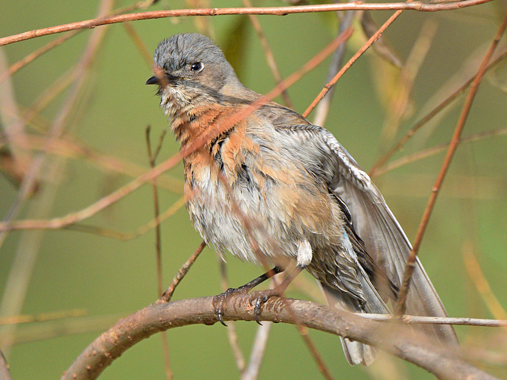 Bluebird7.jpg