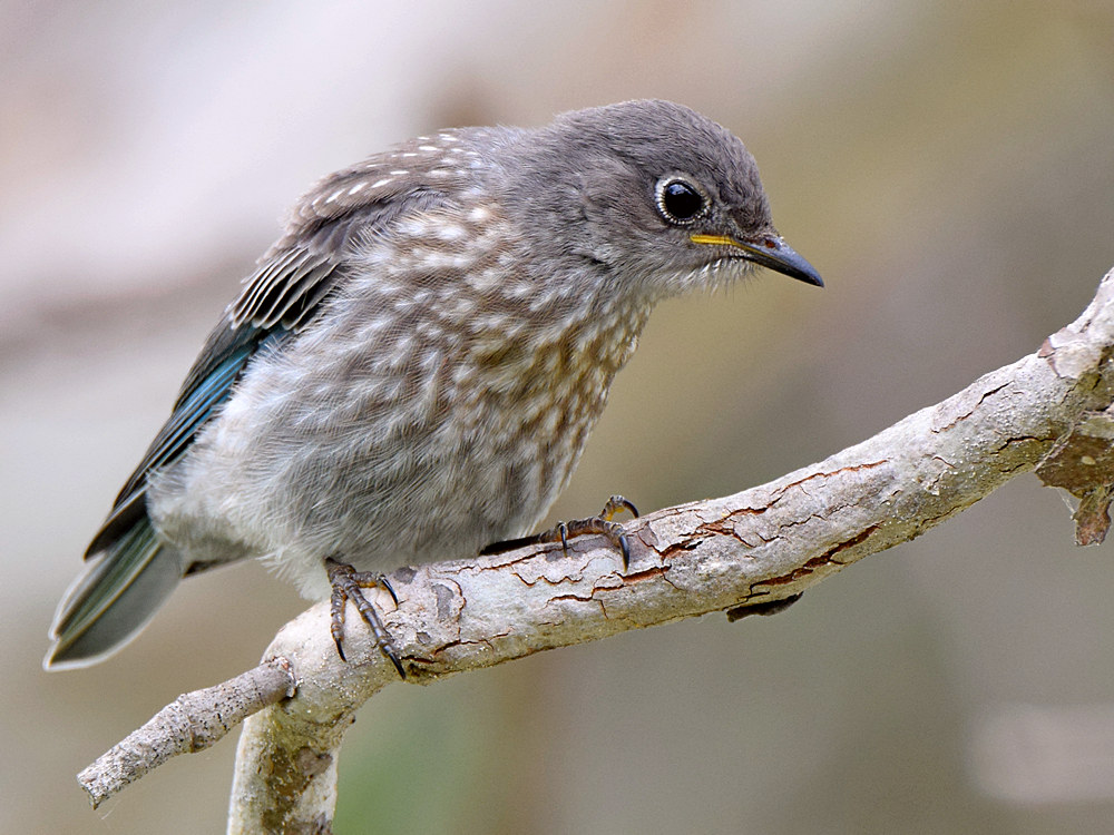 Bluebird7.jpg