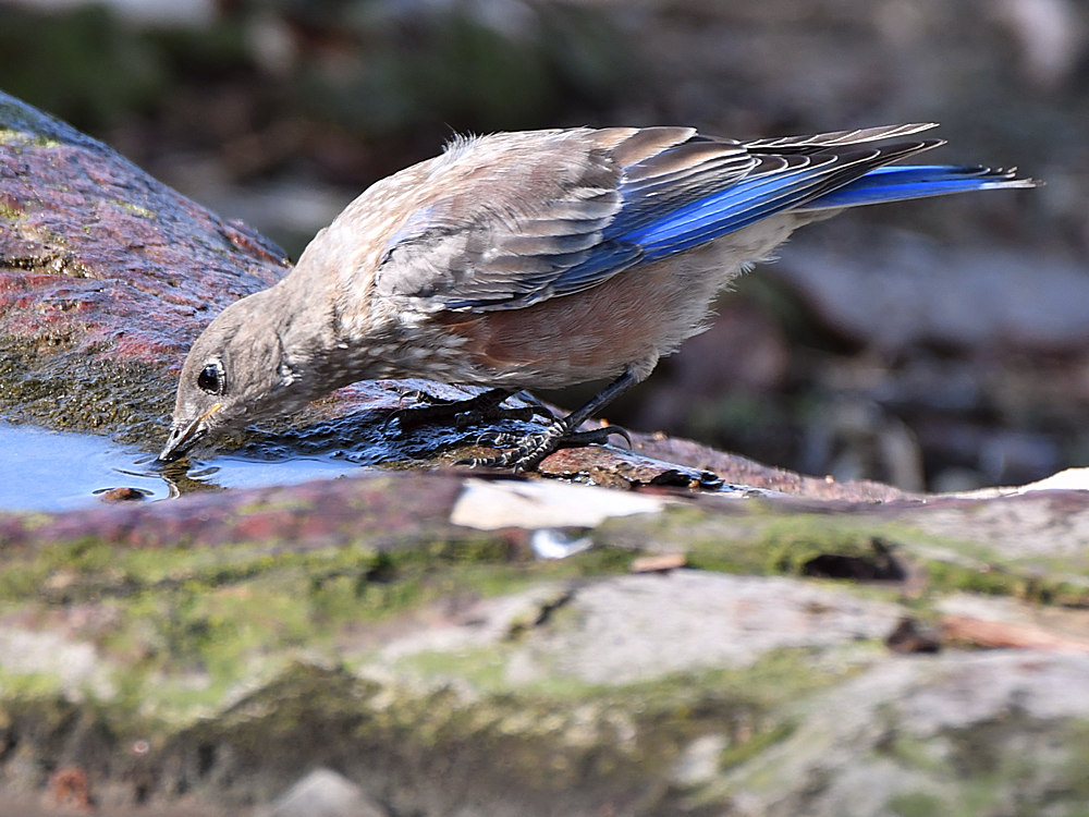 Bluebird7.jpg