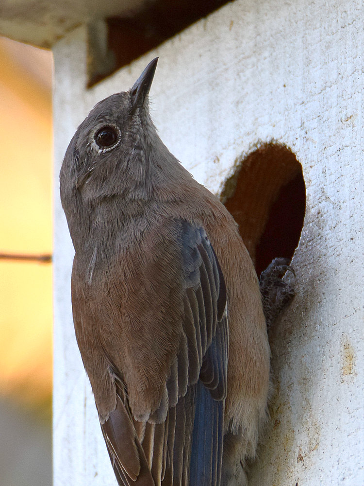 Bluebird7.jpg