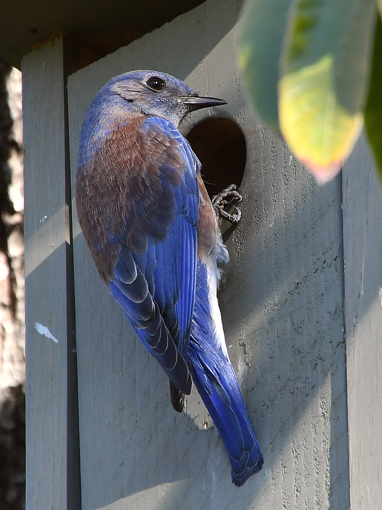 Bluebird7.jpg