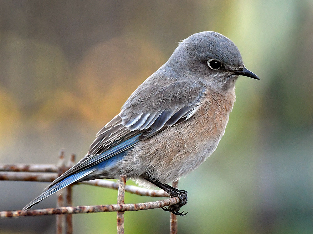 Bluebird7.jpg