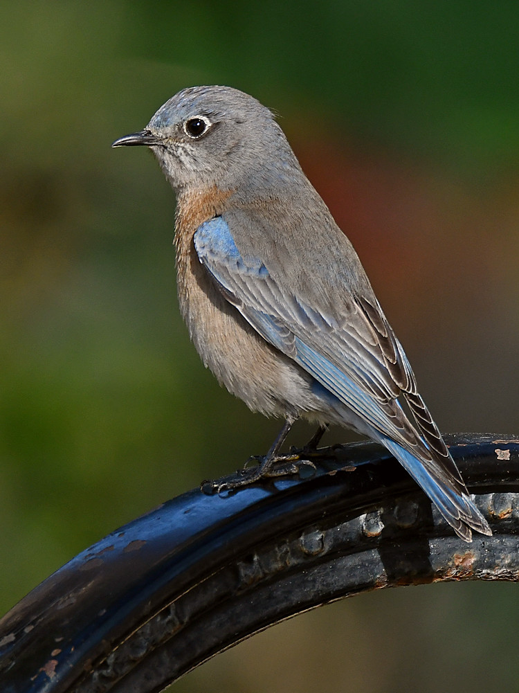 Bluebird7.jpg