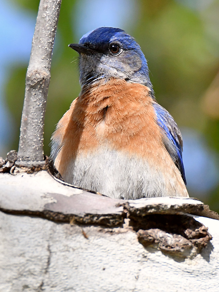 Bluebird7.jpg