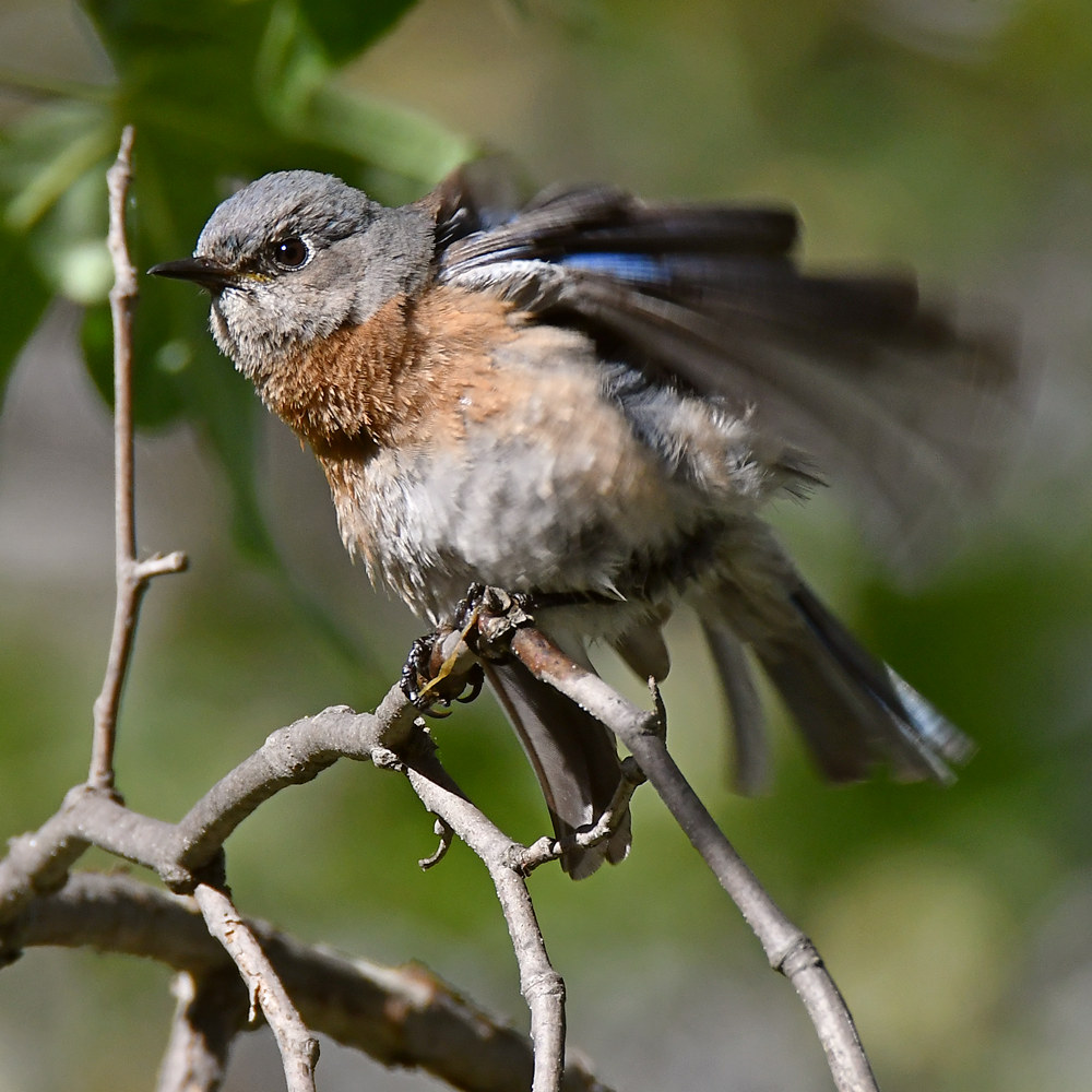 Bluebird7.jpg