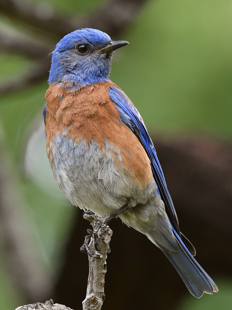 Bluebird7.jpg