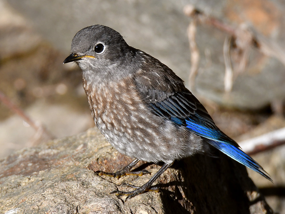 Bluebird7.jpg