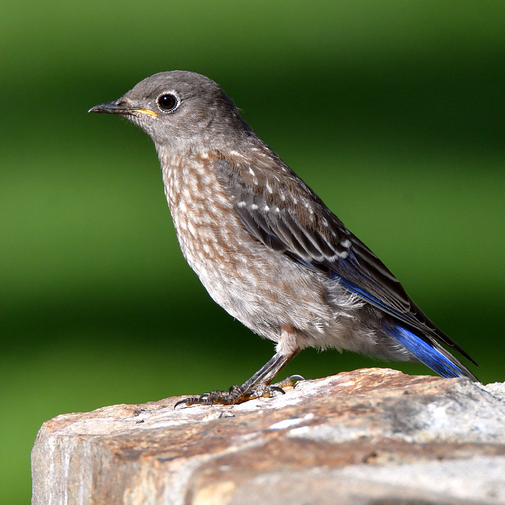 Bluebird7.jpg