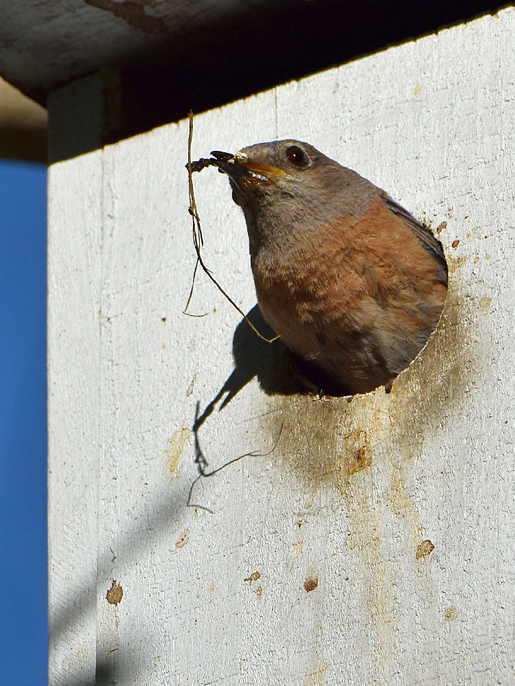 Bluebird7.jpg