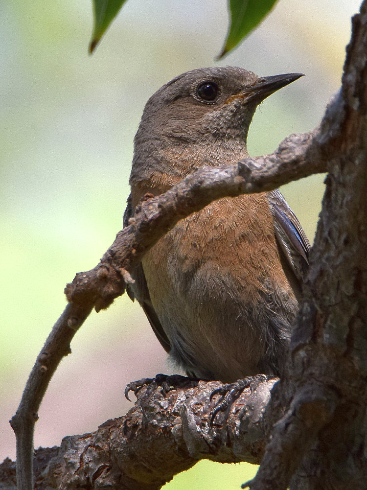 Bluebird7.jpg