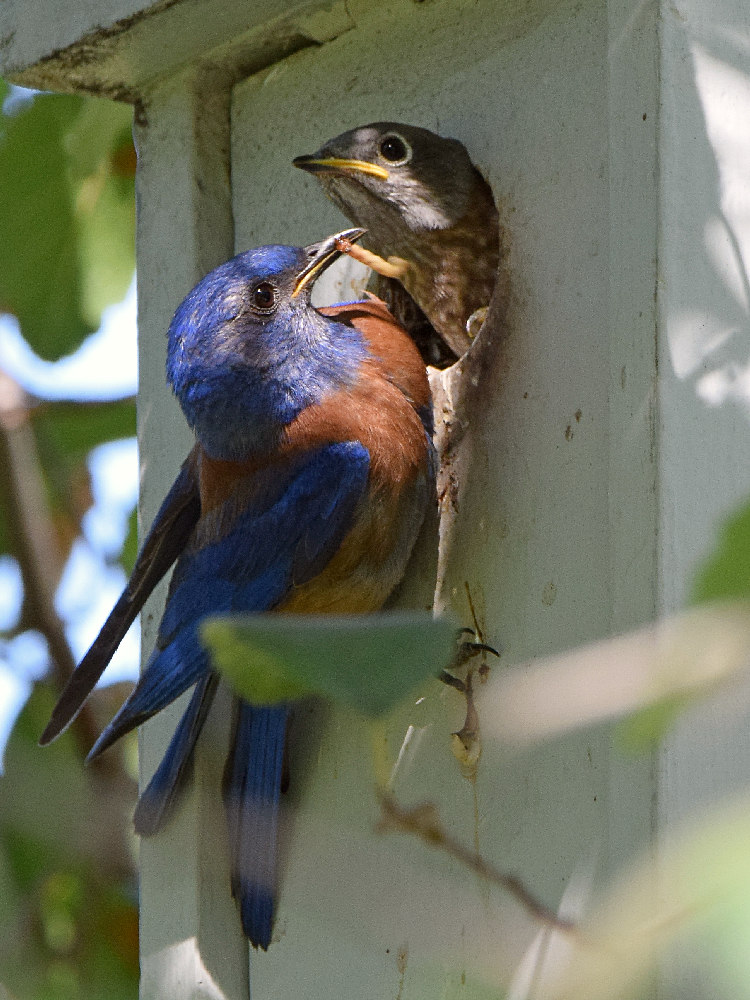 Bluebird7.jpg