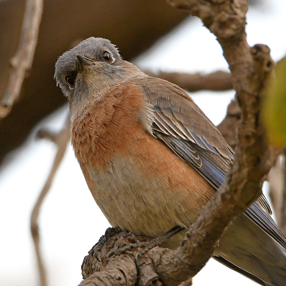 Bluebird7.jpg