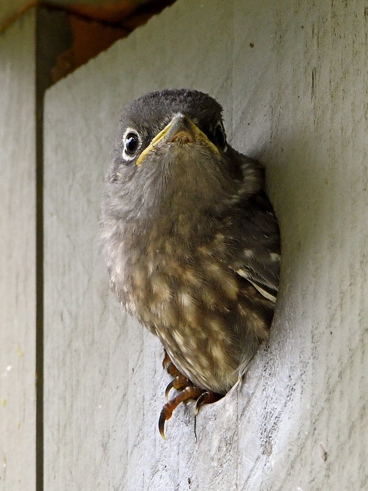Bluebird7.jpg