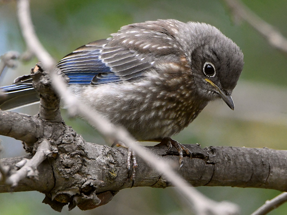 Bluebird7.jpg