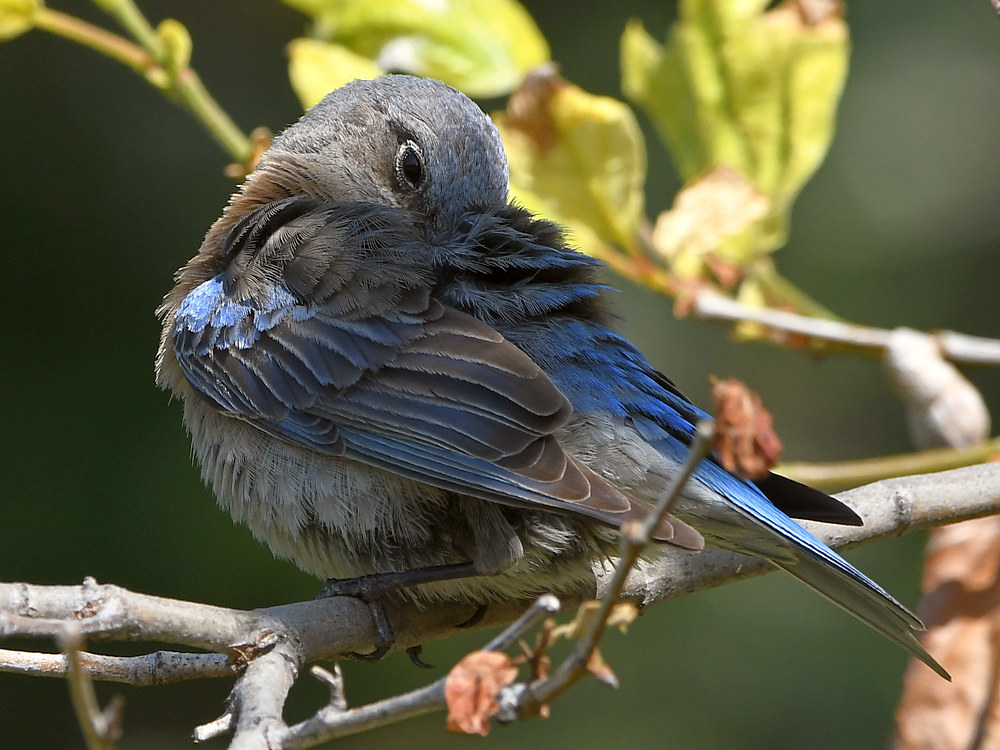 Bluebird7.jpg