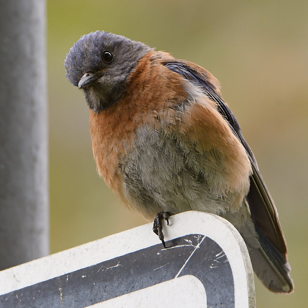 Bluebird7.jpg