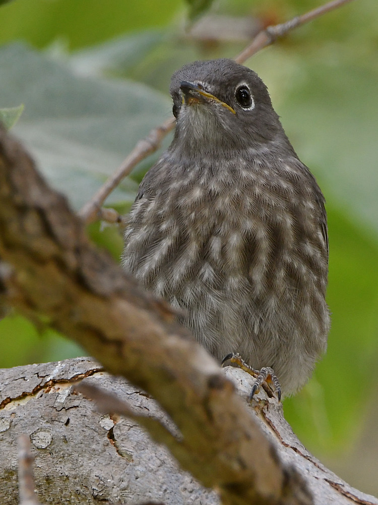 Bluebird7.jpg